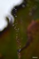 /album/fenykepgaleria/dsc-0148-sz-oszi-kepek-pokhalo-jpg/